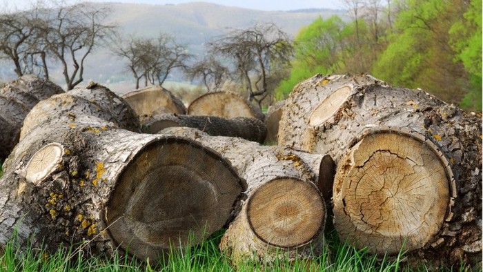 Ťažba dreva v Jaloveckej doline