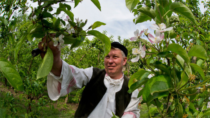 Interesse an alten Obstbaumsorten wächst 