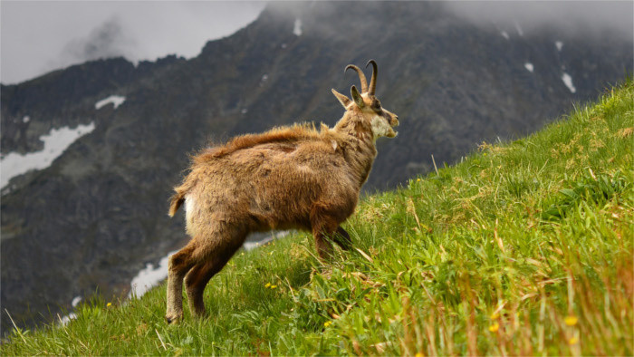 Die wilde Slowakei