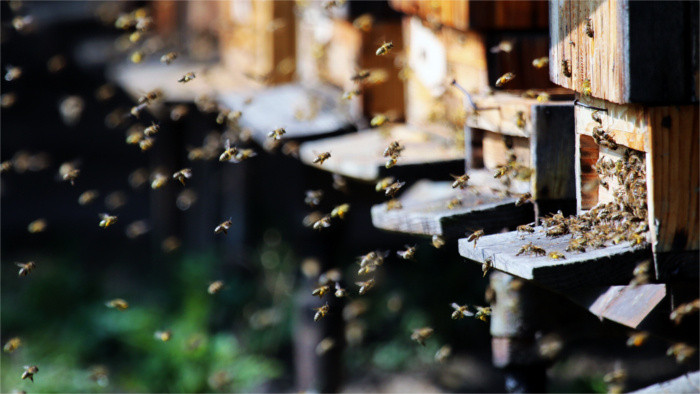 Beekeeping the old-fashioned way