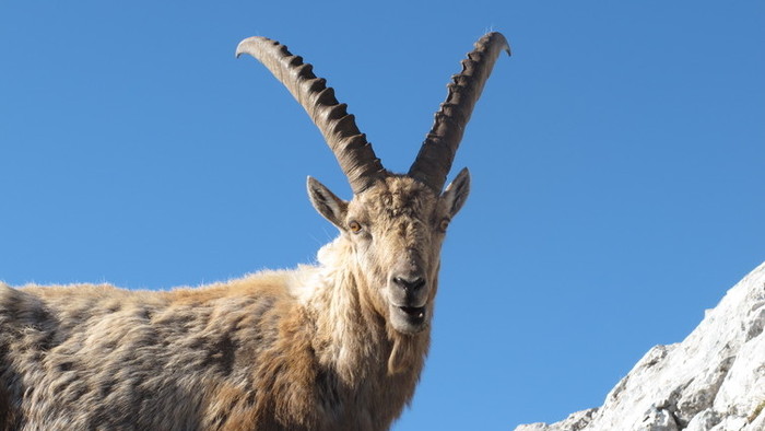 Universum: Engadin - švajčiarska divočina