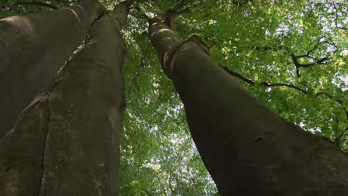 Biologická diverzita poskytuje základné podmienky nevyhnutné pre život