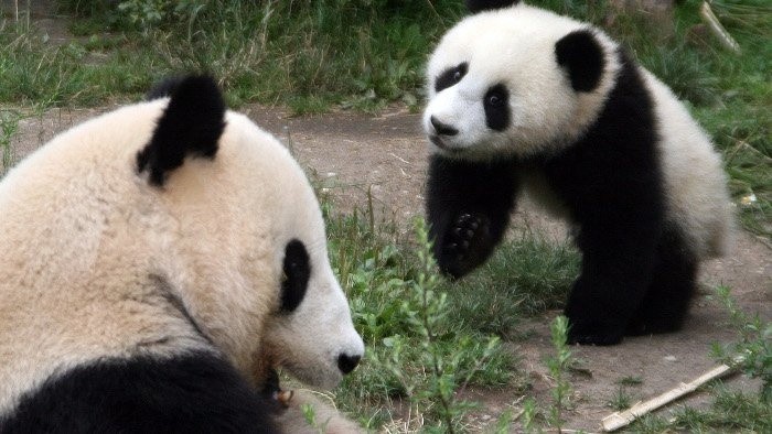 Universum: Fu long - malá veľká panda