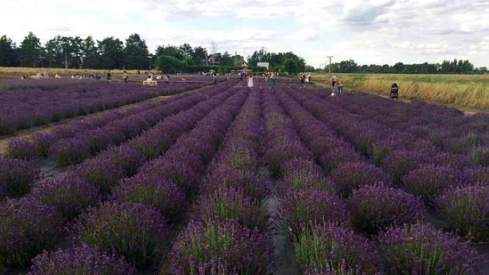 Die Provence in der Slowakei: Zu Besuch im Levanduland