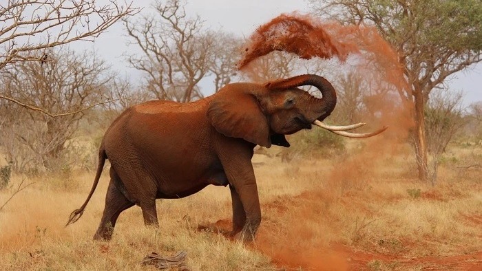 Africké dobrodružstvo pokračuje