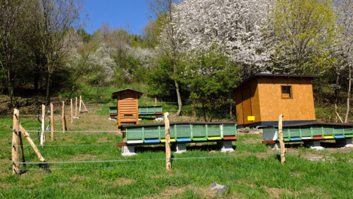 En Kremnica aprovecharán la apicultura para la apiterapia