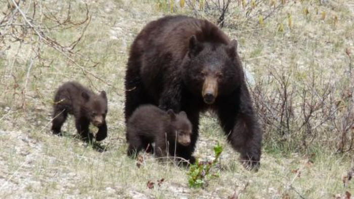 Culmina el monitoreo de Oso pardo en Eslovaquia