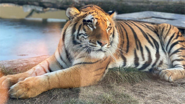 tiger_Malkia Park.jpg