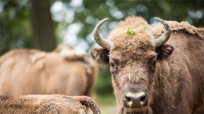 Excesiva reproducción de bisontes en la granja de Topoľčianky