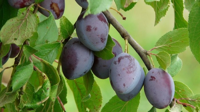 Sliviek je málo. Pomôžte už teraz stromom zachrániť aspoň budúcu úrodu