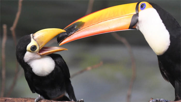 Tieradoption im ZOO Košice