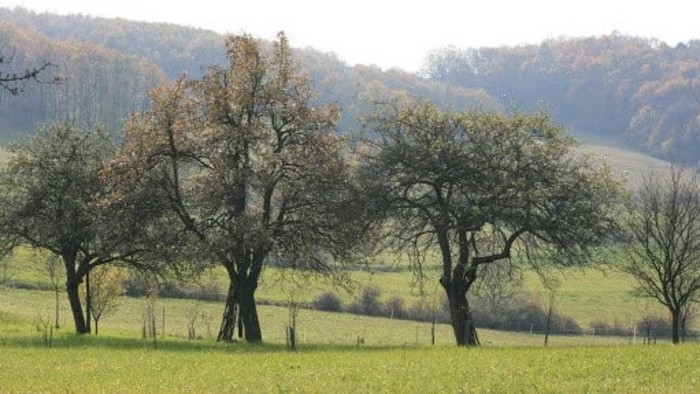 Surge la necesidad de proteger las especies autóctonas de árboles frutales