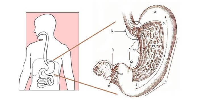 Ako pomáha lekárom v gastroenterológia umelá inteligencia?