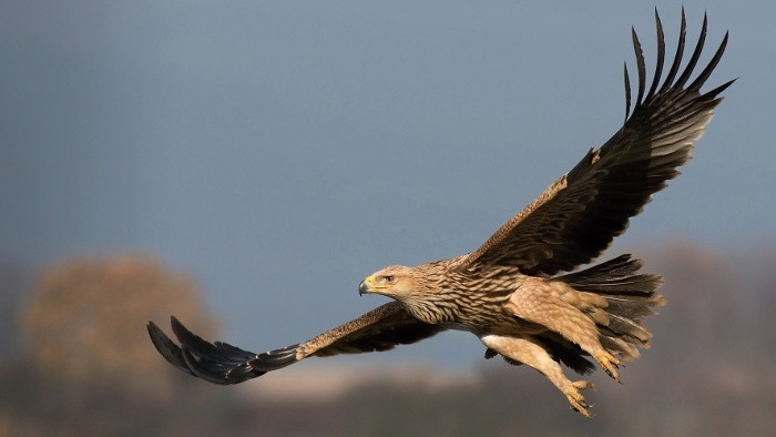 Recuento internacional de los pájaros y aves de rapiña