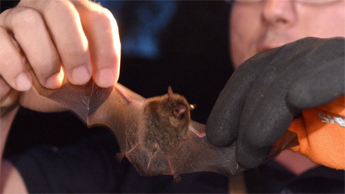 netopier bat fledermaus_tasr.jpg