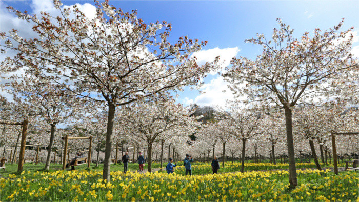 Nitra to be adorned with Sakura trees 