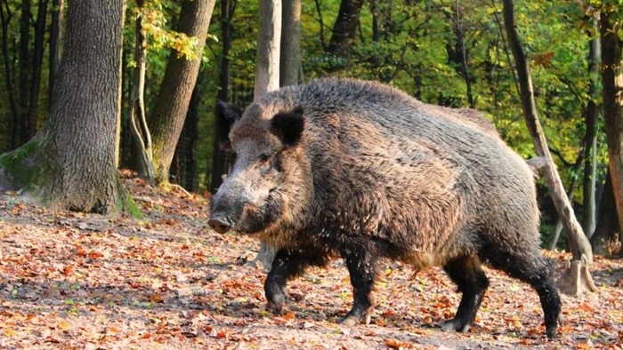 Stretnutia so zvieratami v Slovenskom krase