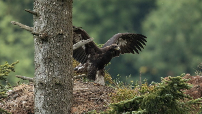 Dos crías de Águila real engañaron la naturaleza