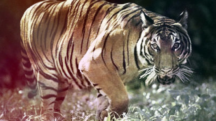 Tiger Kingdom: Illegal trade, breeding and legal mayhem