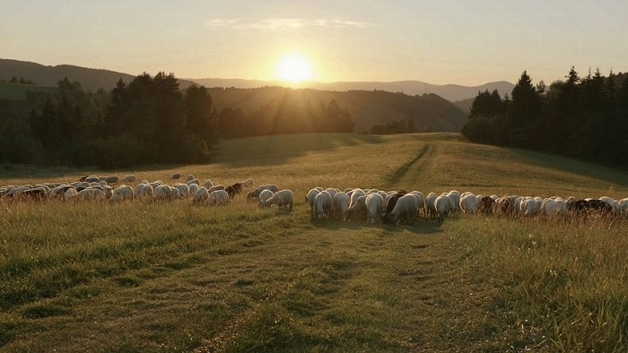 Tokajík v zabudnutí