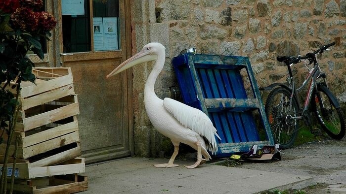 Pelikány a vďační i nevďační cudzinci 