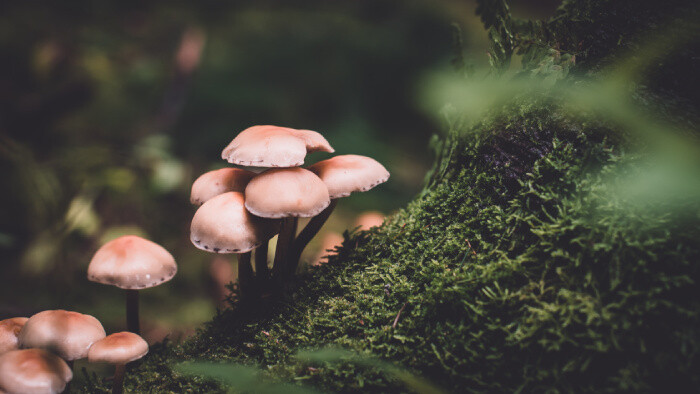 Počuli ste už o funkčných hubách? Na naše zdravie majú magické účinky