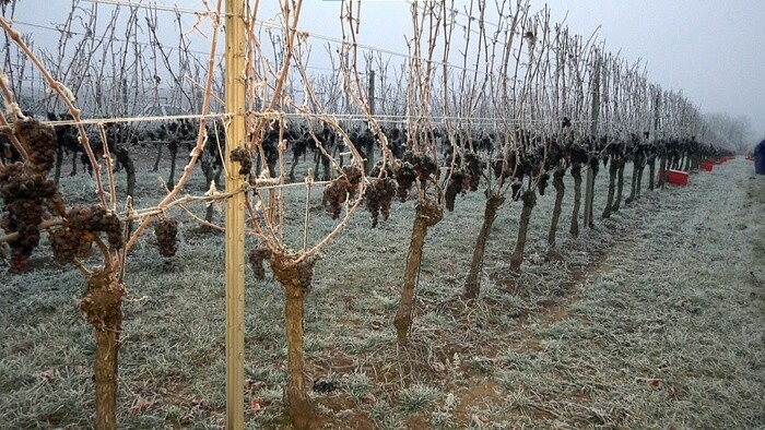 Wie in Topoľčianky Eiswein entsteht