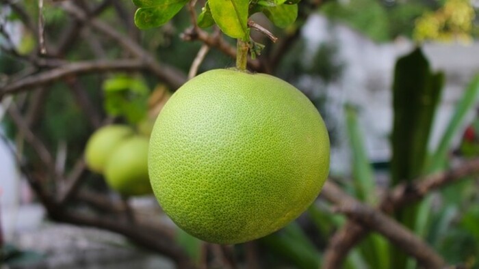 Gurmetárium: Pomelo