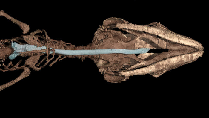 Obrázok 3. Retinosaurus hkamtiensis, priedušnica a priedušky - vyznačené svetlomodrou farbou (Andrej Čerňanský et al., 2022 Scie