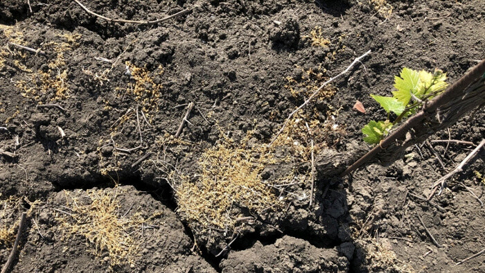 Los cambios climáticos y otros temas vitivinícolas de actualidad