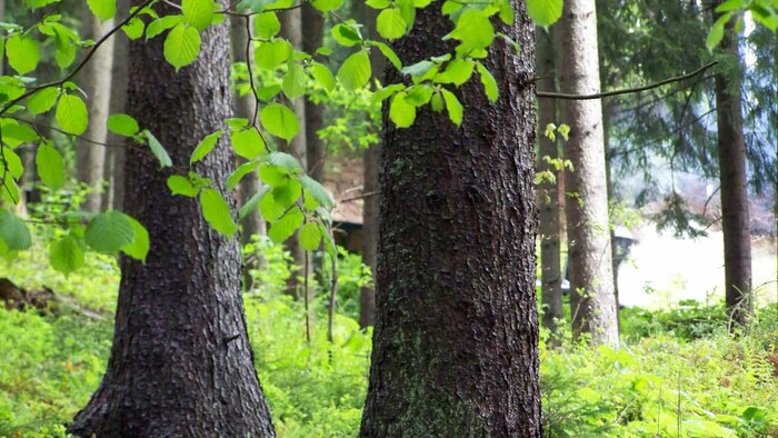 Biodiverzita v mnohých lokalitách klesá