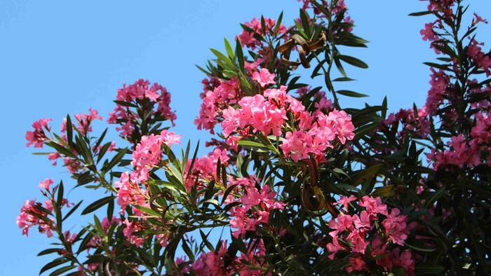 Zo zeme (s Barbarou) / Rozmnožujeme oleander