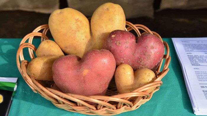 Chcete bez pozemku zemiaky? Farmárska revue ich vypestuje na balkóne