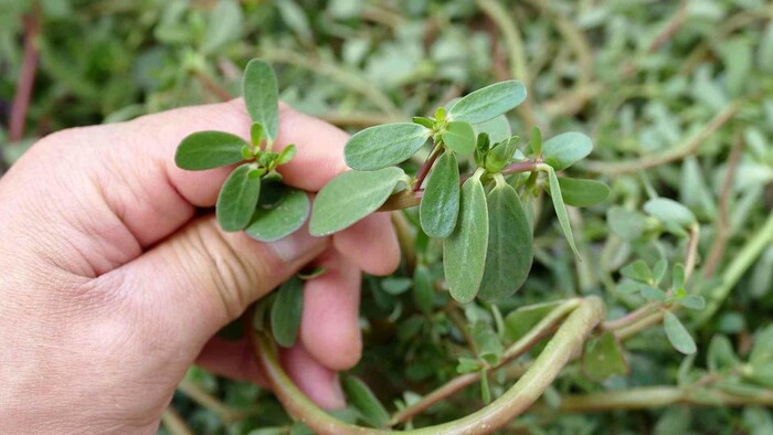 Zo zeme (s Barbarou) / Portulaka