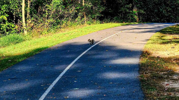 PZ! Ranné radenie / Veverička a šoférovanie