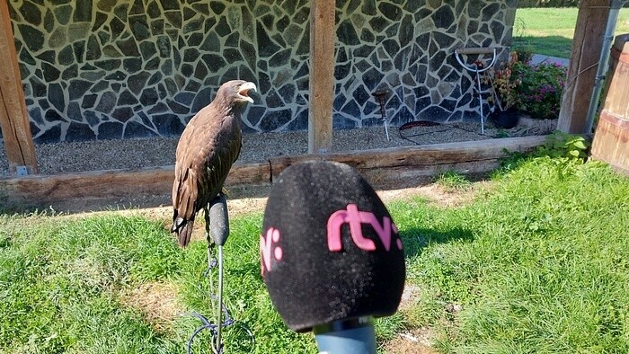 Besuch in einer Falknerei: Jagdtradition und Naturkunde in Rimavská Sobota 