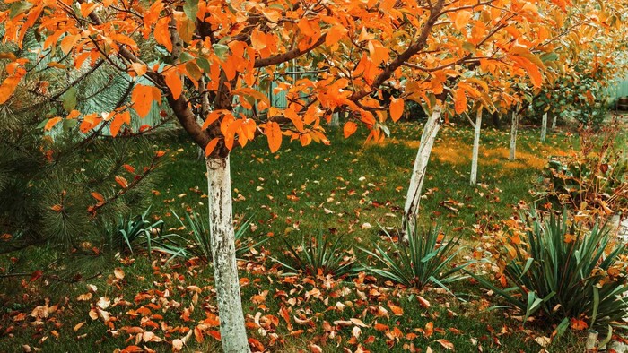 Zo zeme (s Barbarou) / November v ovocnej záhrade