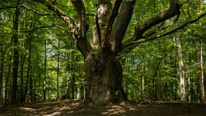 Árbol Eslovaco del Año 2022