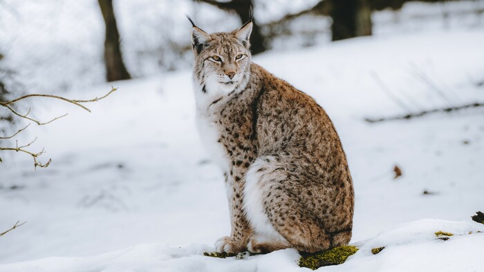 V Národnom parku Malá Fatra monitorovali veľké šelmy