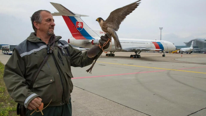 Los cetreros en el aeropuerto de M.R.Štefánik