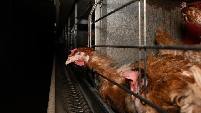 Cage breeding of hens in Slovakia