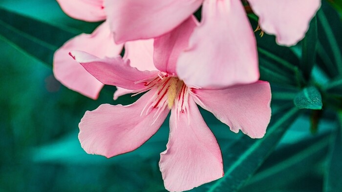 Zo zeme (s Barbarou) / Rozmnožte si oleander