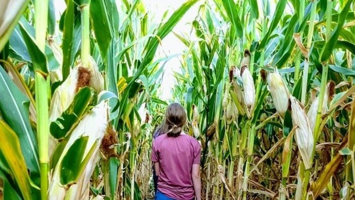 V kukuričnom bludisku v Dolnej Strehovej