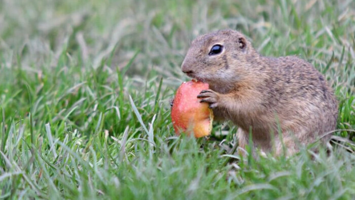 Rescue of ground squirrels in Bratislava