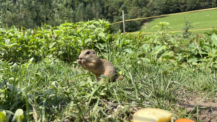 Muránska planina: Lúka plná sysľov