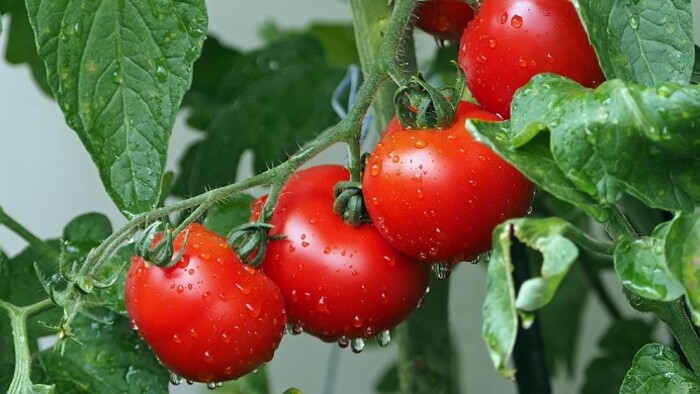 tomatoes-1561565_1920.jpg