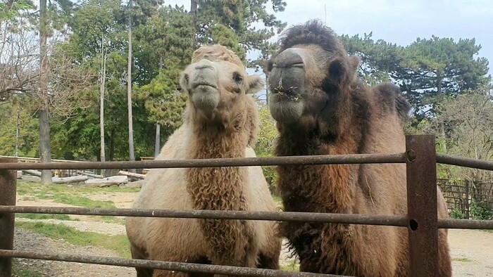 Hovorkyňa ZOO Bojnice pozná zvieratá po mene