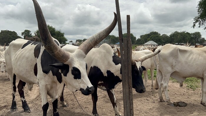 Kráľ dobytka zvaný ANKOLE WATUSI.JPG