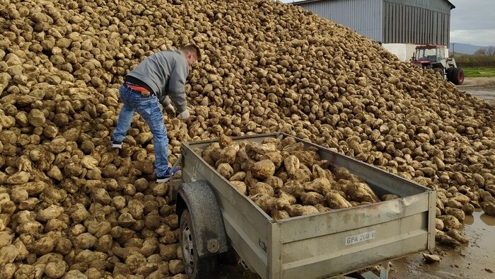 Slovakia's most fruitful vegetable, the sugar beet