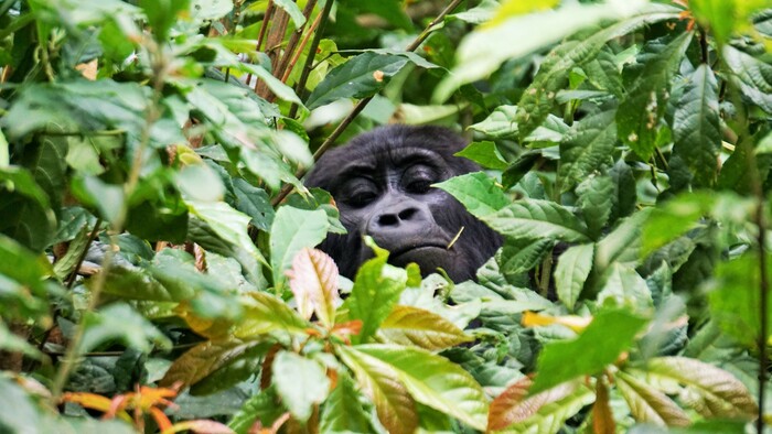 Bwindi_Gorila1.JPG